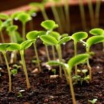 growing your own seedlings