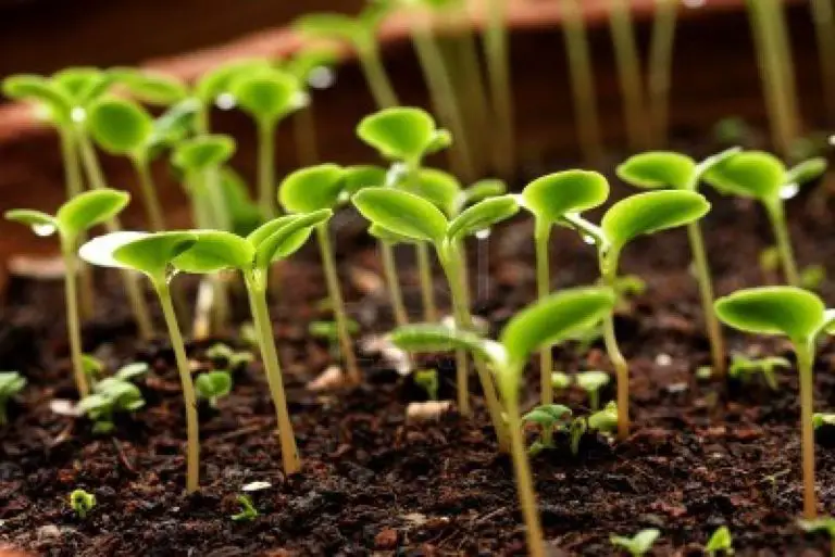 Growing Your Own Veggie Seedlings