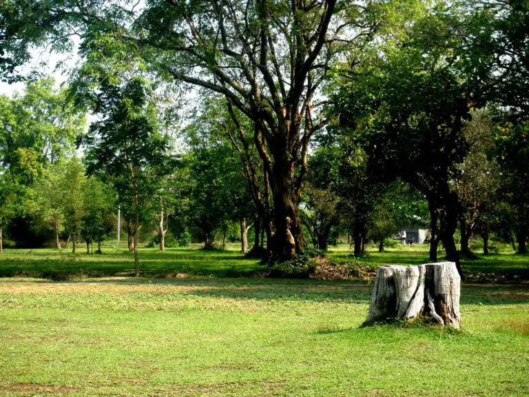 How To Remove A Tree Stump Yourself