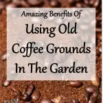 Amazing benefits Of Using Old Coffee Grounds In The Garden