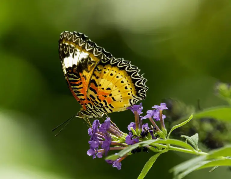 How To Attract Butterflies To Your Garden