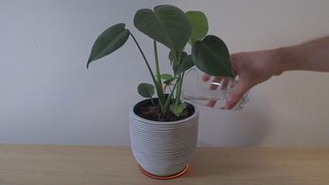 https://www.the-diy-life.com/wp-content/uploads/2020/09/Watering-Indoor-Plant-1024x576.jpg?ezimgfmt=rs:372x209/rscb1/ngcb1/notWebP