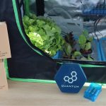 Automated IoT Indoor Hydroponic Farm Using Quantum Integration