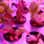 Grow Light On Lettuce