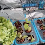 Lettuce Growing In Hydroponic Grow Bed