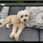 Toy Poodle Sample Image Object Recognition