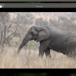 Tusker Sample Image Object Recognition